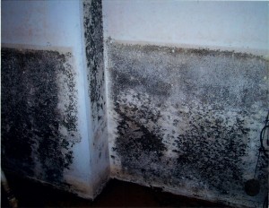 Mold Remediation Howard County, Anne Arundel County, Montgomery County, Prince George's County, Baltimore County, Baltimore City, Fairfax & DC