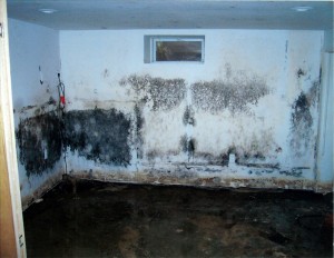 Mold remediation in Howard County, Anne Arundel County, Montgomery County, Prince George's County, Baltimore County, Baltimore City, Fairfax & DC