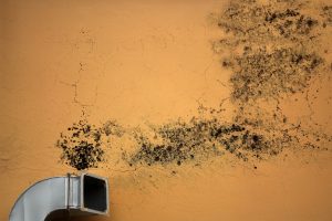 common causes of mold