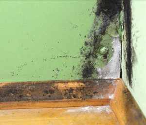 Mold in your rental property