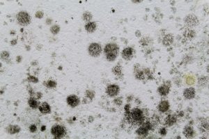 The Effects of Mold Testing and How to Determine if It’s Needed