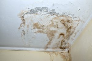 What Affects Mold Growth