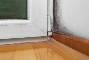 Mold is a side-effect of a damp basement.