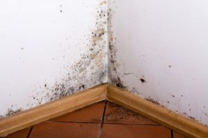 Toxic mold can come in many forms and is poisonous so make sure you don't ignore the signs! 