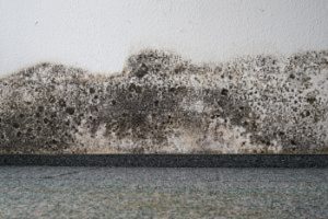 Mold growth in the home is not only inconvenient, but can also be dangerous for your health!