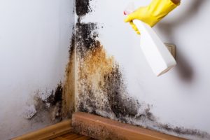 Mold Remediation