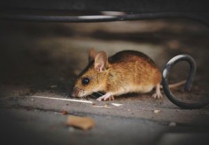 How Crawl Space Waterproofing Can Control Rodents