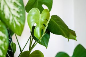 How to Get Rid of Houseplant Mold