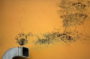 what mold needs to grow all aspects waterproofing