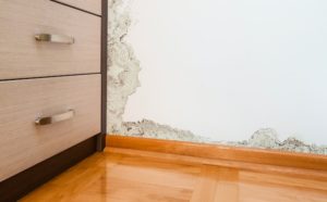 Finding the Right Mold Remediation Specialist