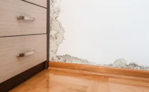 Recognizing the Signs of Household Mold all aspects waterproofing